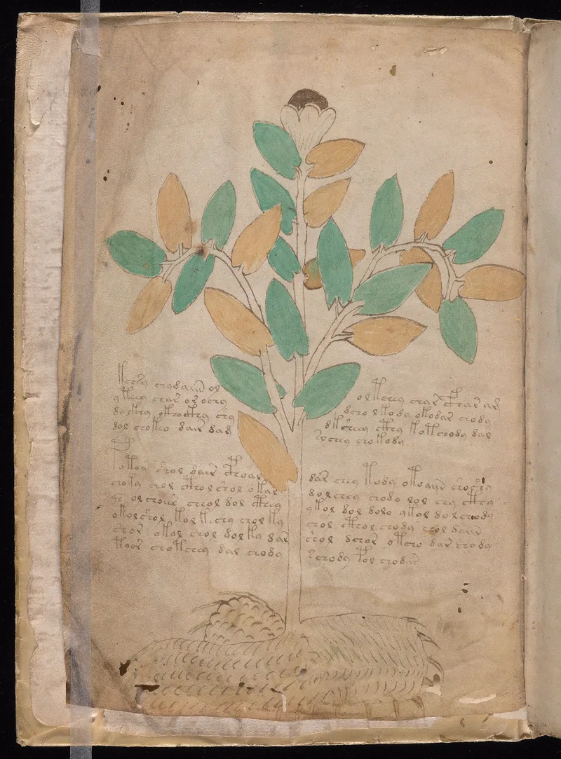 Beinecke MS 408 Folio 1v overview showing a botanical illustration surrounded by two Currier A paragraphs.