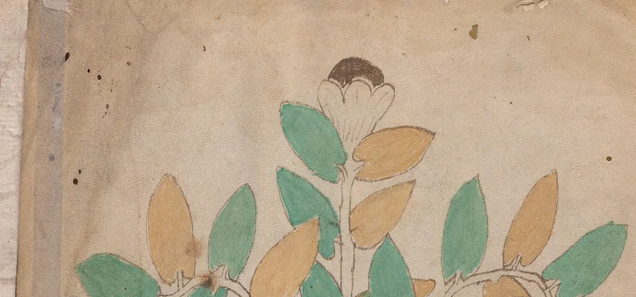 Detail crop of Folio 1v top paragraph showing paragraph-initial tall gallows and lines interrupted by the plant drawing.