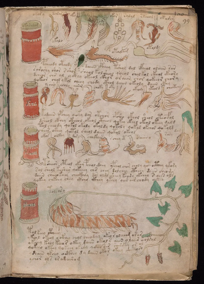 Beinecke MS 408 Folio 99r overview from the Pharmaceutical section showing apothecary jars, labeled roots, and two paragraphs.